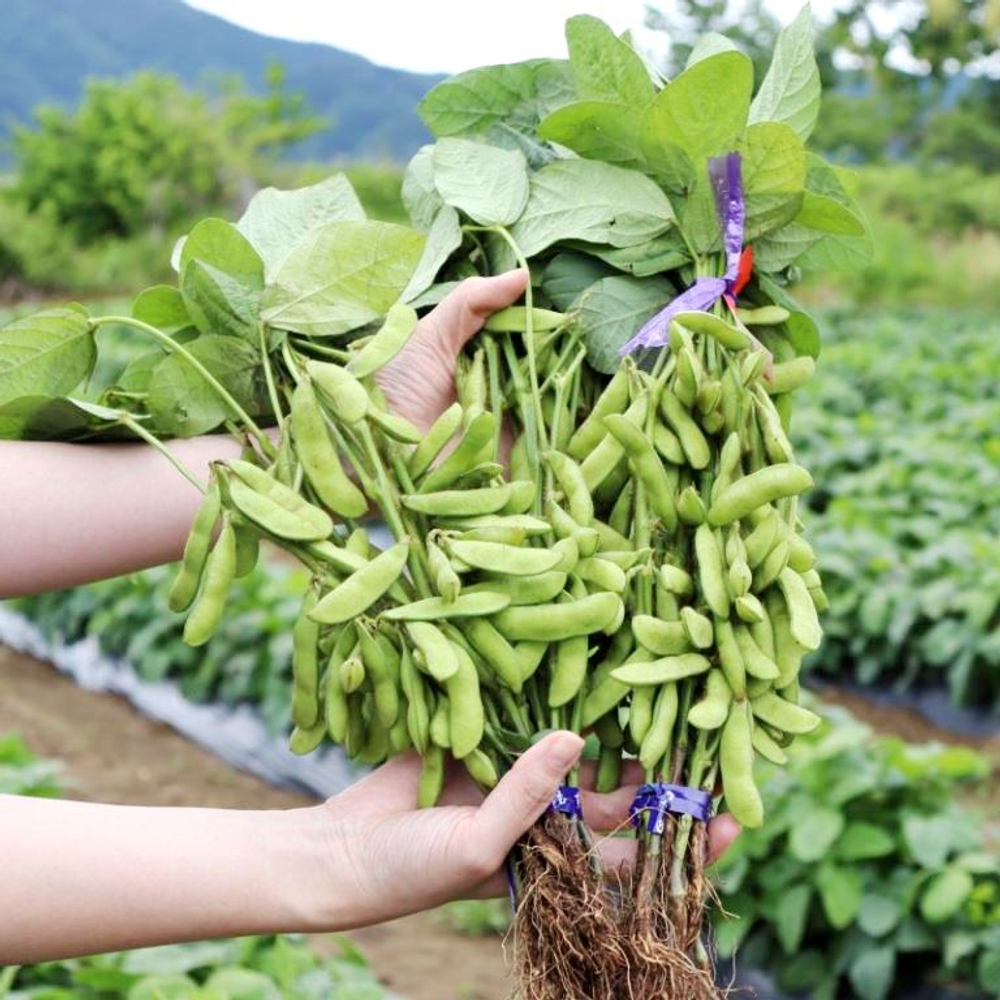 Зелёная Ультраскороспелая Овощная Соя - Эдамамэ