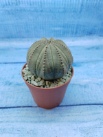 Euphorbia Obesa (Эуфорбия)