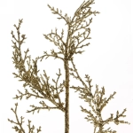 Ветка хвойная «Морозный иней» 50 см, Золото