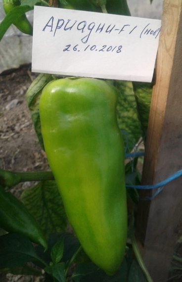 Ариадни F1 семена перца сладкого (Seminis / ALEXAGRO) культура – фото 2