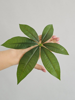 Пахира / Арт 6317