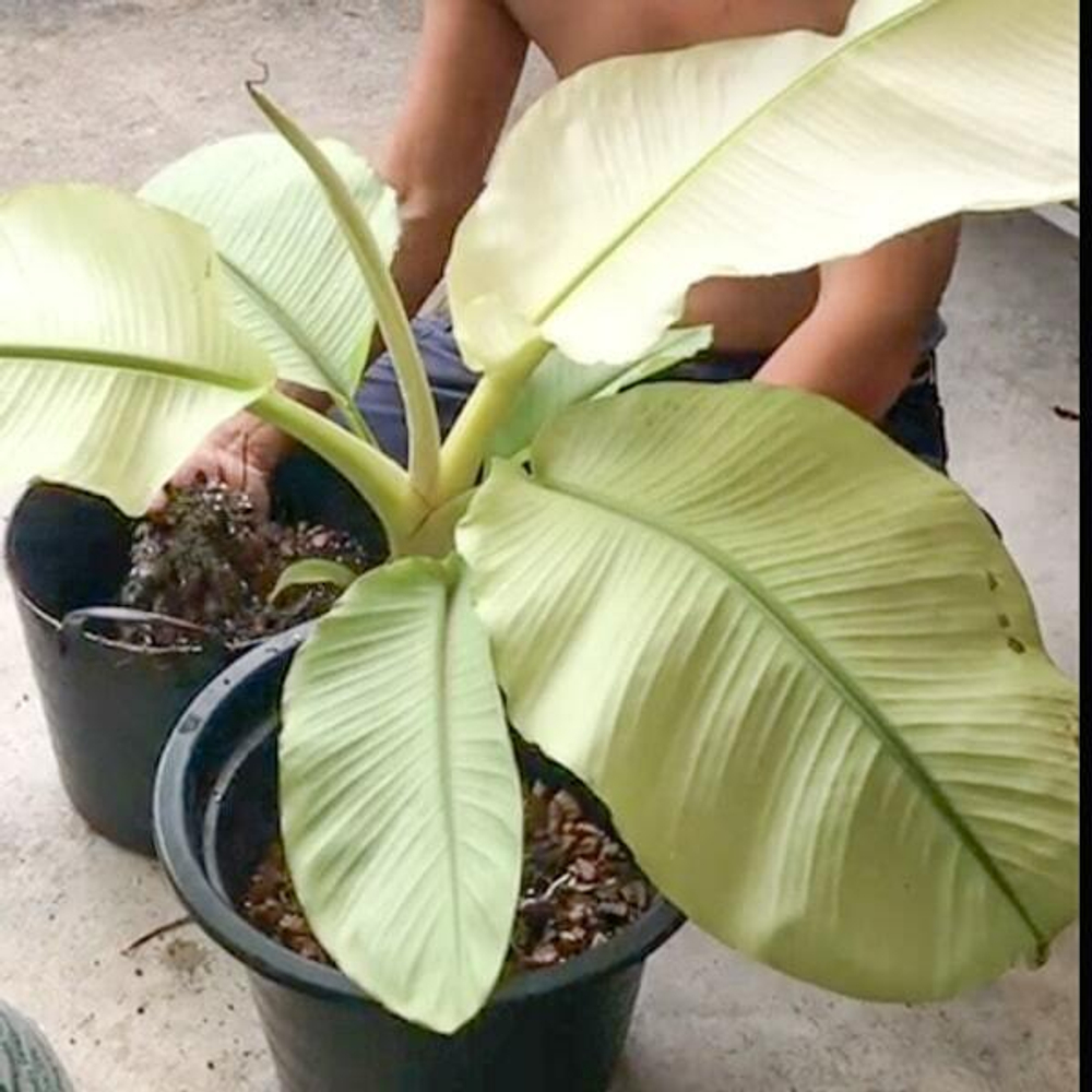 Банан вариегатный NAM WAH KHOM MINT