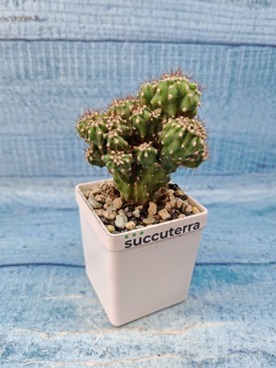 Cereus Peruvianus Monstrosus (Цереус)