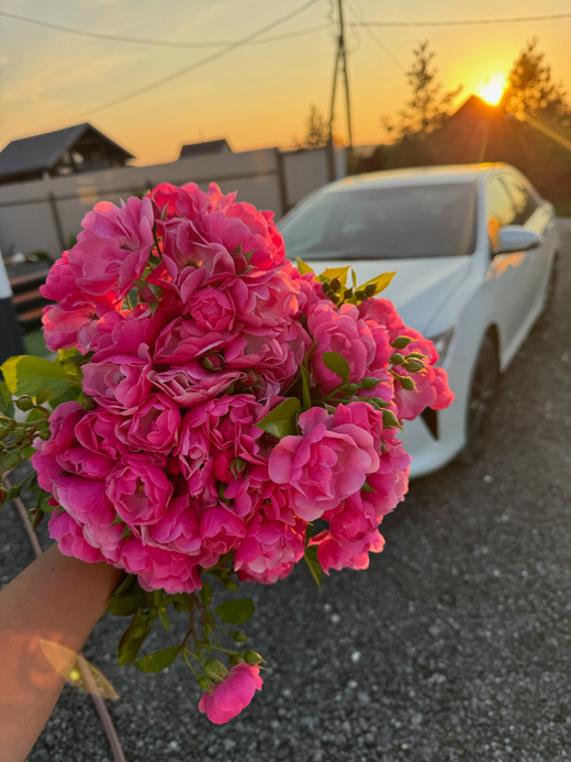 Роза Ангела С4 Закупка М16 июнь 2026