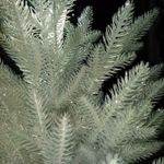 Белая елка «Хрустальная» (Литая хвоя прозрачно-белая) 250 см / 2,5 м