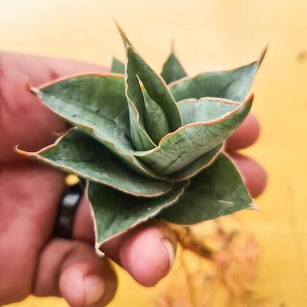 Сансевиерия AO77