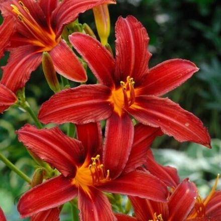 Лилейник КРИМСОН ПИРАТ