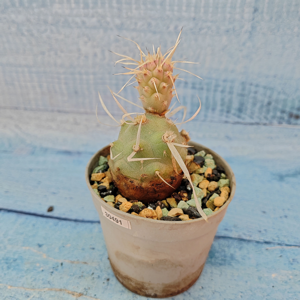 Tephrocactus Articulatus Papyracanthus (Тефрокактус)