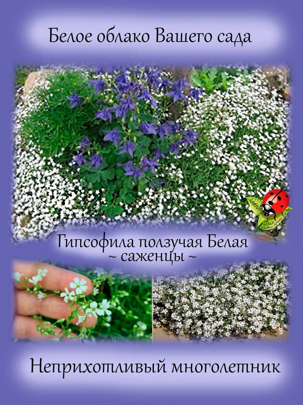 Гипсофила ползучая белая почвопокровная