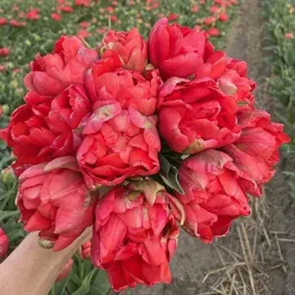 Тюльпан Asian Beauty (луковицы 12/+)