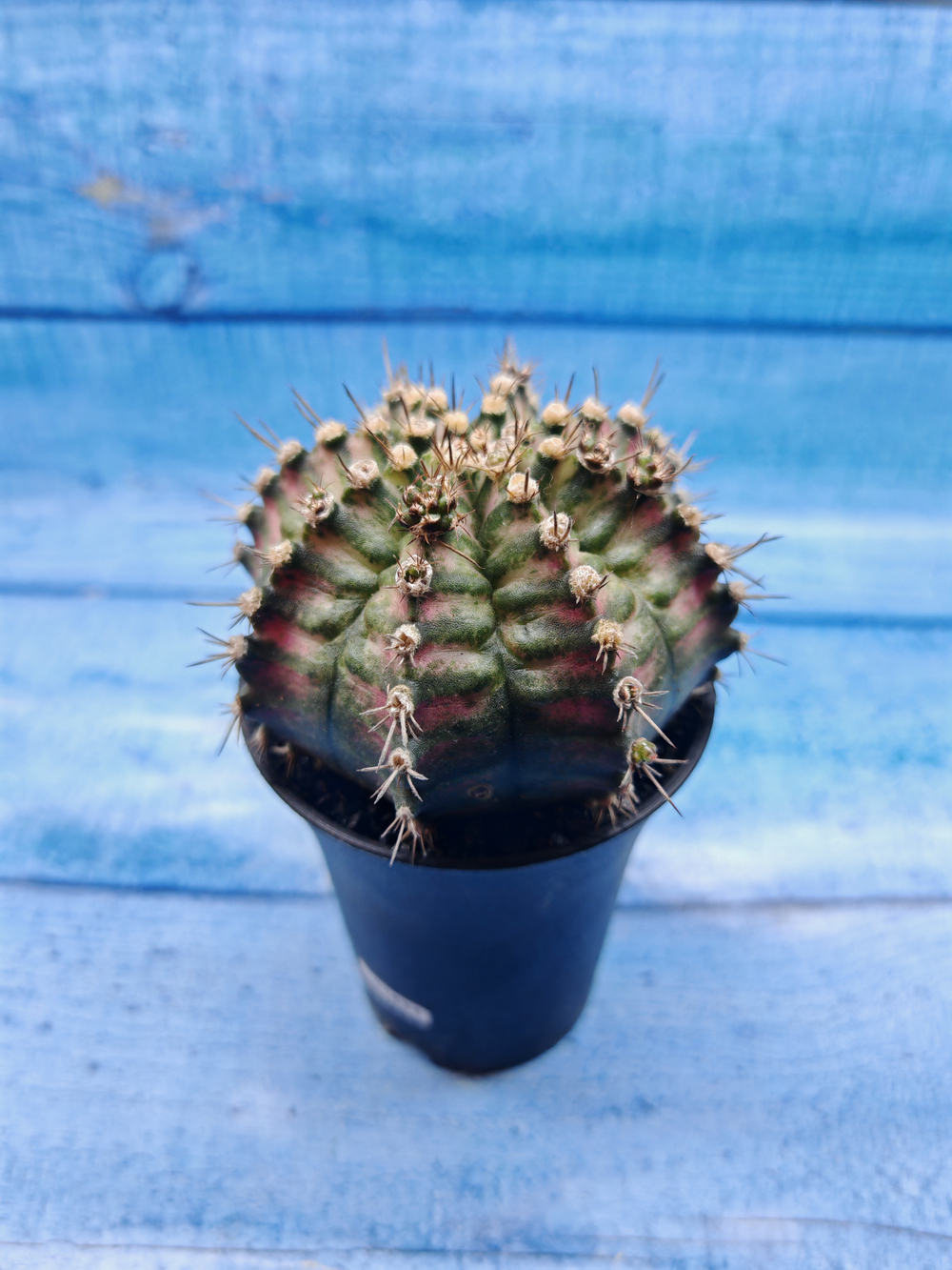 Gymnocalycium T-Rex Pink hybride (Гимнокалициум T-rex)