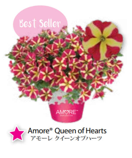 ЕВРО Petunia Amore Queen of Hearts укорененный черенок середина декабря 25