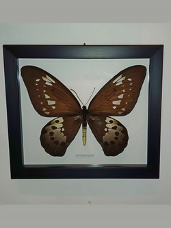 Бабочка Ornithoptera goliath procus самка в рамке