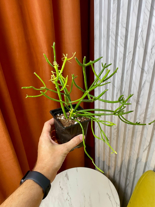 Эуфорбия Тирукалли Страмине, D9см Н30см, 1шт, Urban Jungle