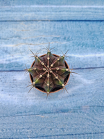 Gymnocalycium Friedrichii (Гимнокалициум)