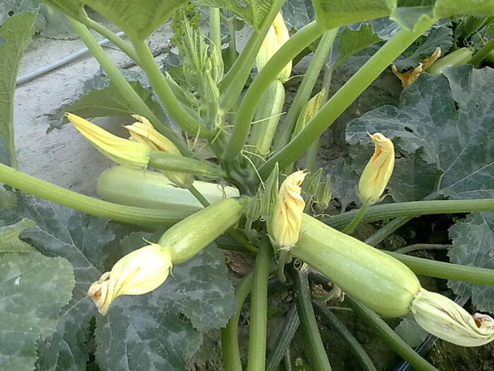 Кабачок Суха  F1 5шт Мировые Семена VITA GREEN