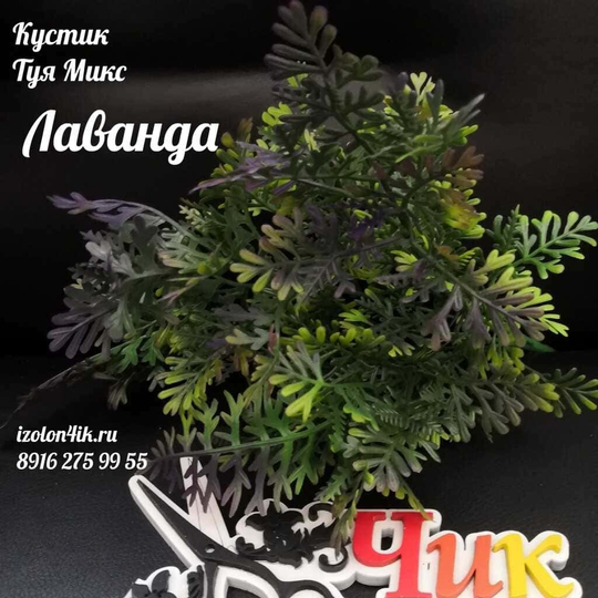 Куст ТУЯ (Лаванда)