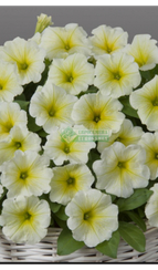 Петуния GIOCONDA LIME YELLOW (Драже)