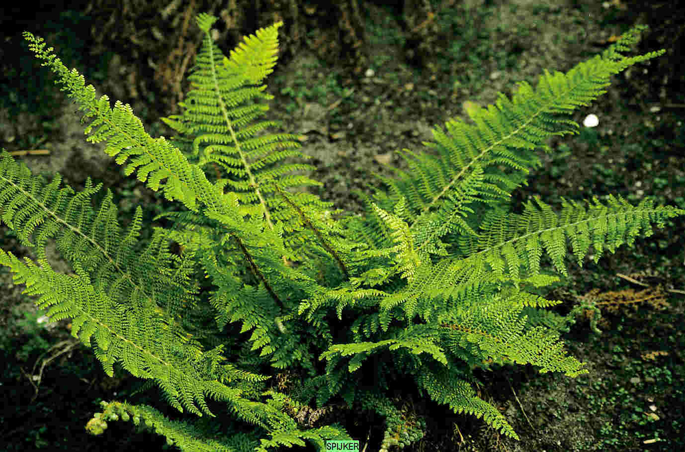 Многорядник щетинковый Херренхаузен С2