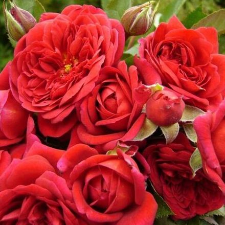 Лами Де Жардан (Lаmi Des Jardins)