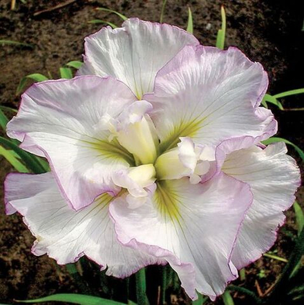 Ирис японский Lady in Waiting (Леди ин Вейтин)