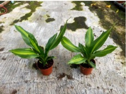 Драцена узколистная Golden Heart д.9