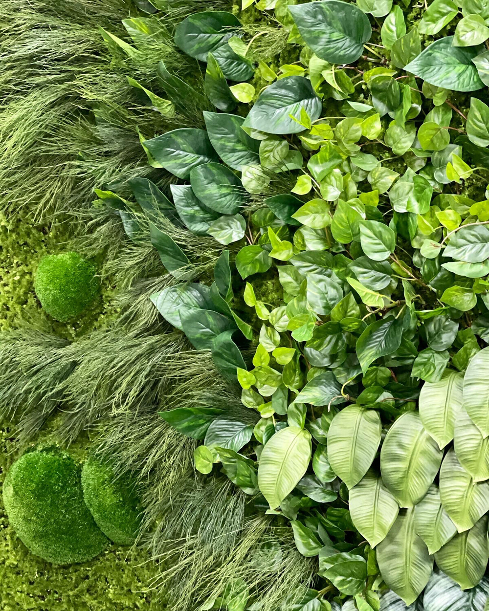 Фикус листья 5 шт.