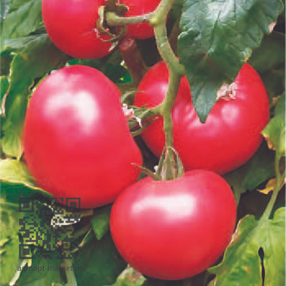 Пинк_Спарк_F1_семена_томата_полудетерминантного_Sakata_томат – фото 1