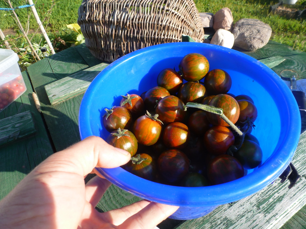 Помидоры - Black Zebra Cherry - Черри Черная Зебра