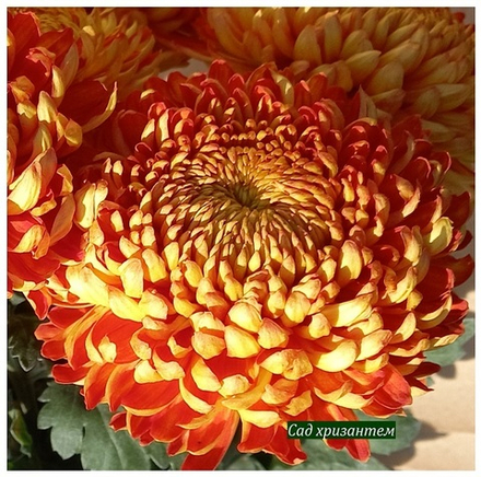 Heather James крупноцветковая хризантема  ☘  ан 50     (временно нет в наличии)