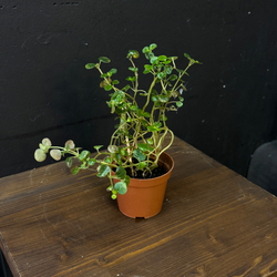 Пеперомия круглолистная