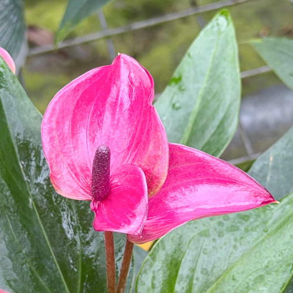 Антуриум Андре CIRANO