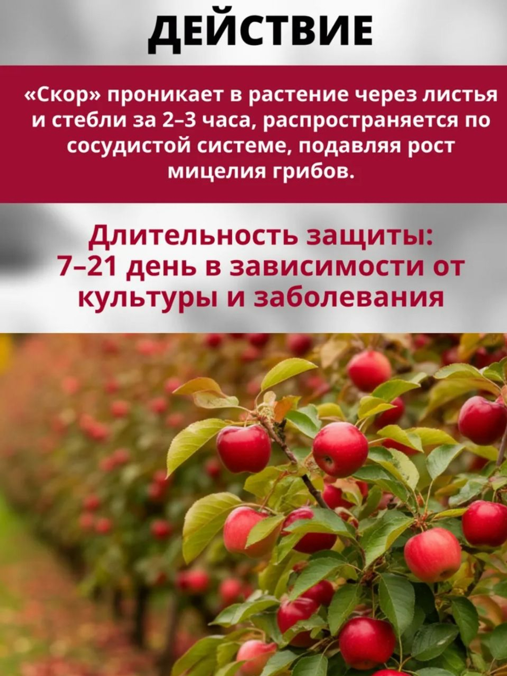 Скор -системный фунгицид для защиты плодовых деревьев , 1 мл