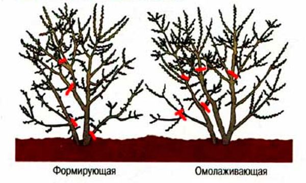 Облепиха: правила обрезки растения в Сибири