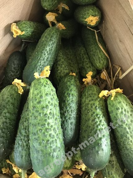 КИБРИЯ F1 семена огурца Rijk Zwaan купить