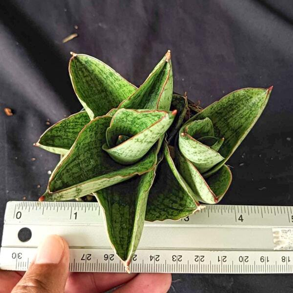 Сансевиерия ANDROMEDA