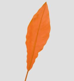 TR 605M Антуриум