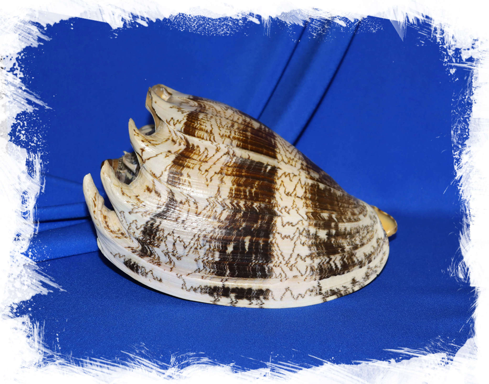 Цимбиола империалис, Cymbiola imperialis. Купить