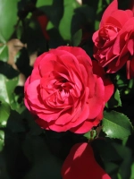 Роза флорибунда Мона Лиза