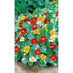 Семена Настурция Аляска золотая 1гр (УД) Е/П