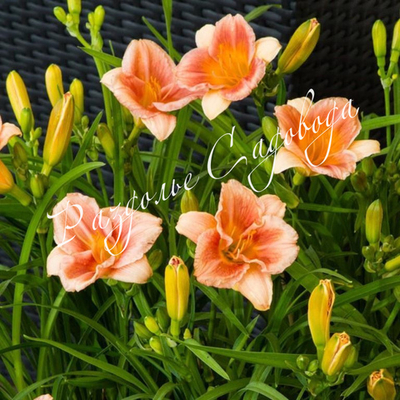 Лилейник гибридный Эвери Дейлили Роуз