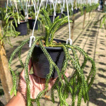 Хуперция H.CARINATA CON SQUARE 5"