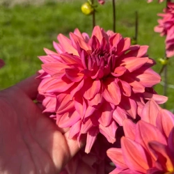 Георгин Negroni Sunset (корень) Закупка М55 апрель 2026