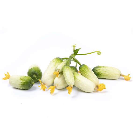 Квирк F1 семена огурца партенокарпического (Rijk Zwaan / Райк Цваан) продукт – фото 3