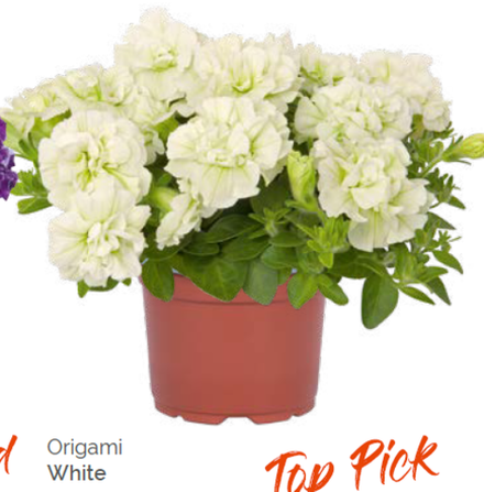 Петуния Origami White укорененный черенок ОКС февраль 26 Dummen Orange