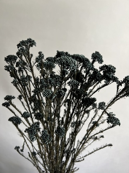 Озотамнус стабилизированный черный