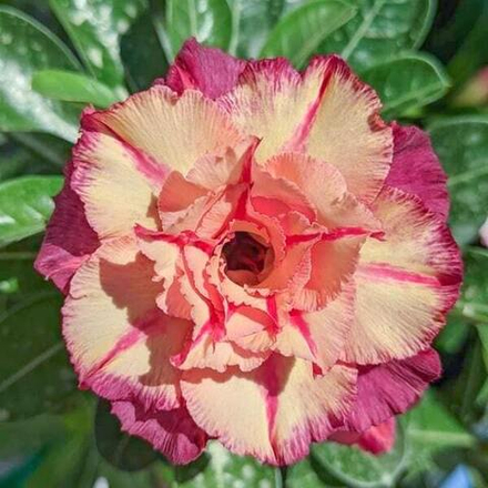 Адениум обесум 341 Purple Gold