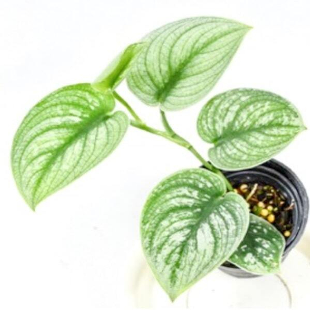 Сциндапсус N5