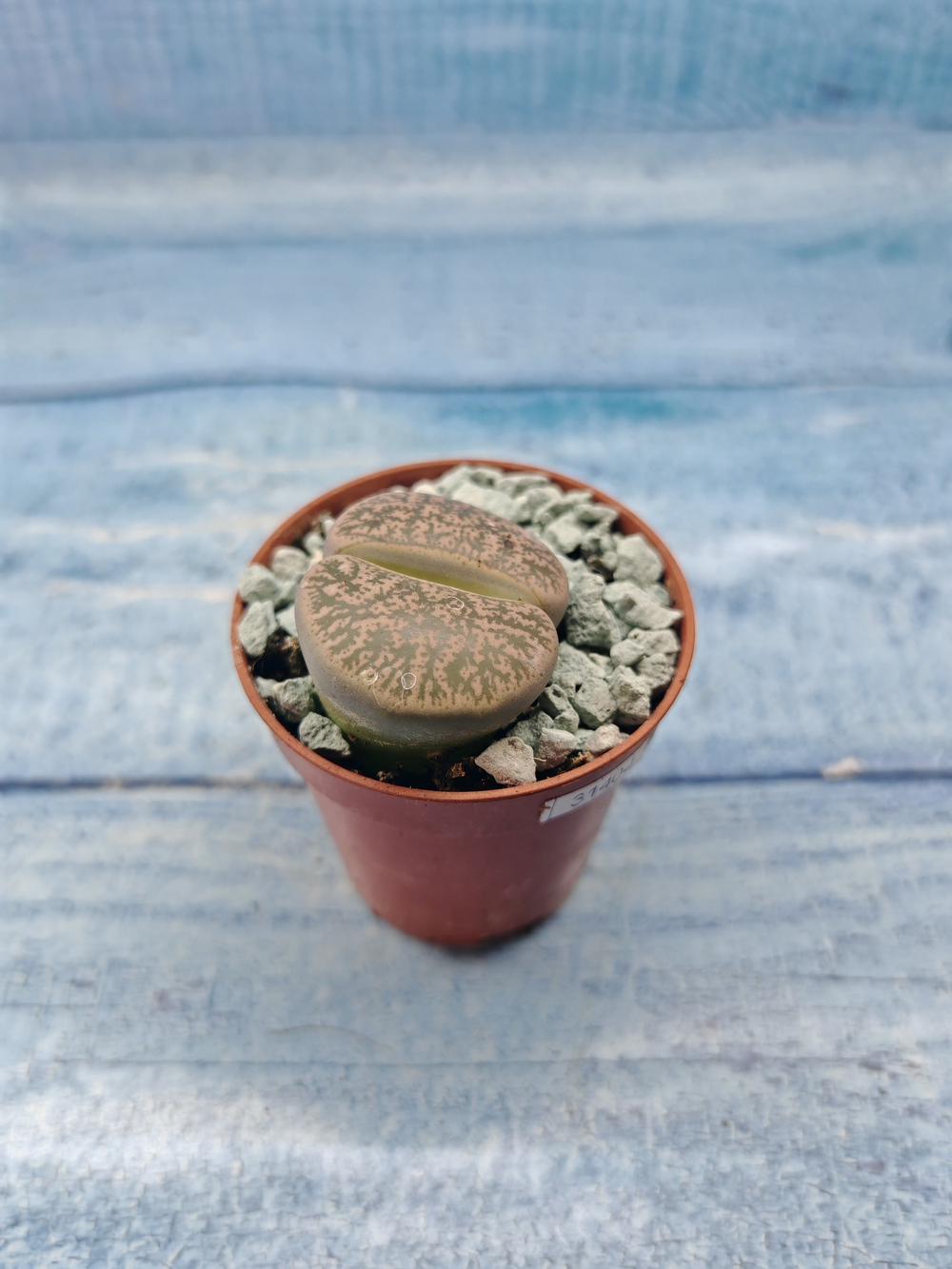 Lithops sp. (Литопсы)