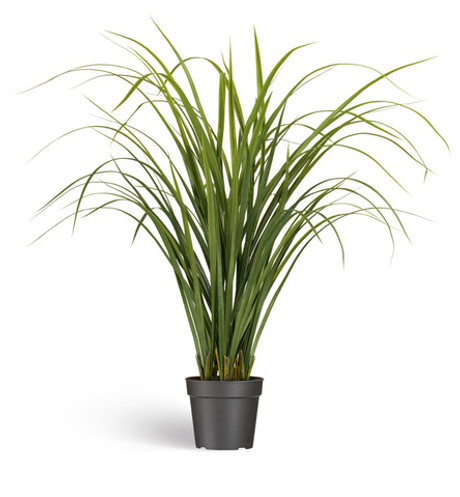 Лемонграсс трава зелёная высокая в горшке